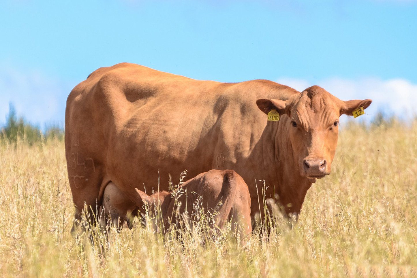 Benefícios da raça caracu