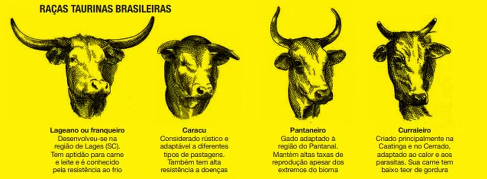 Raça caracu ganha novo fôlego com projetos de resgate e melhoramento genético