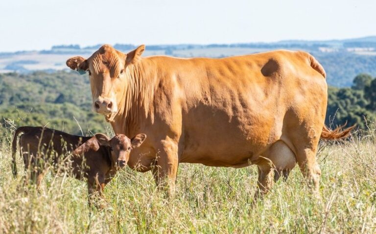 A raça Caracu prossegue na sua saga de melhorar geneticamente o rebanho brasileiro