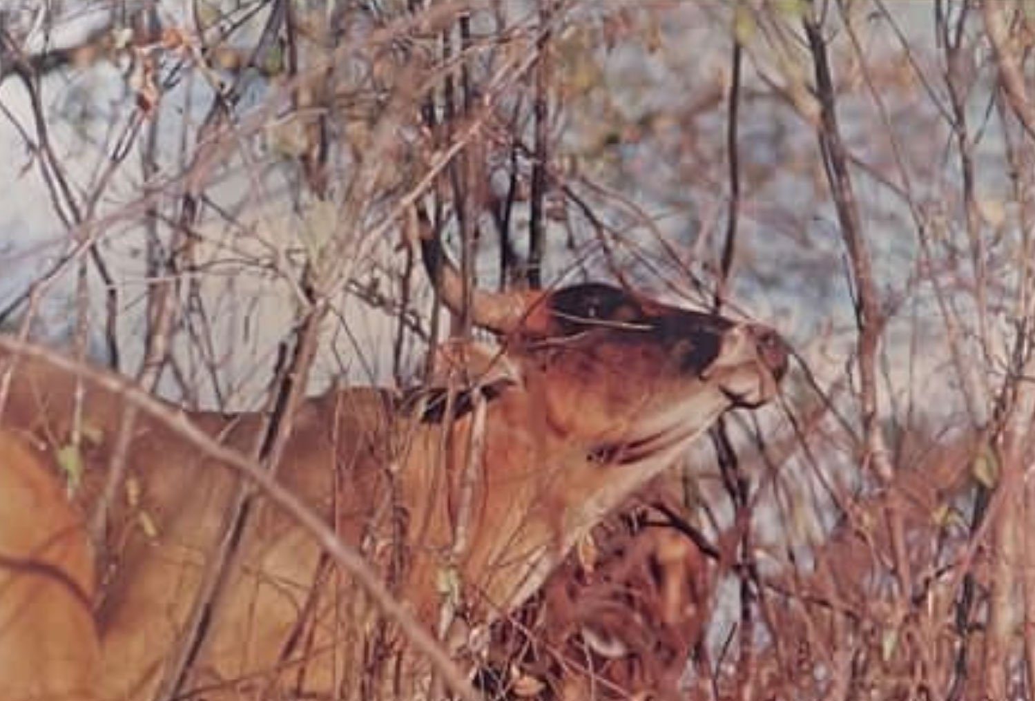 Caracu - Patriarca do Rebanho