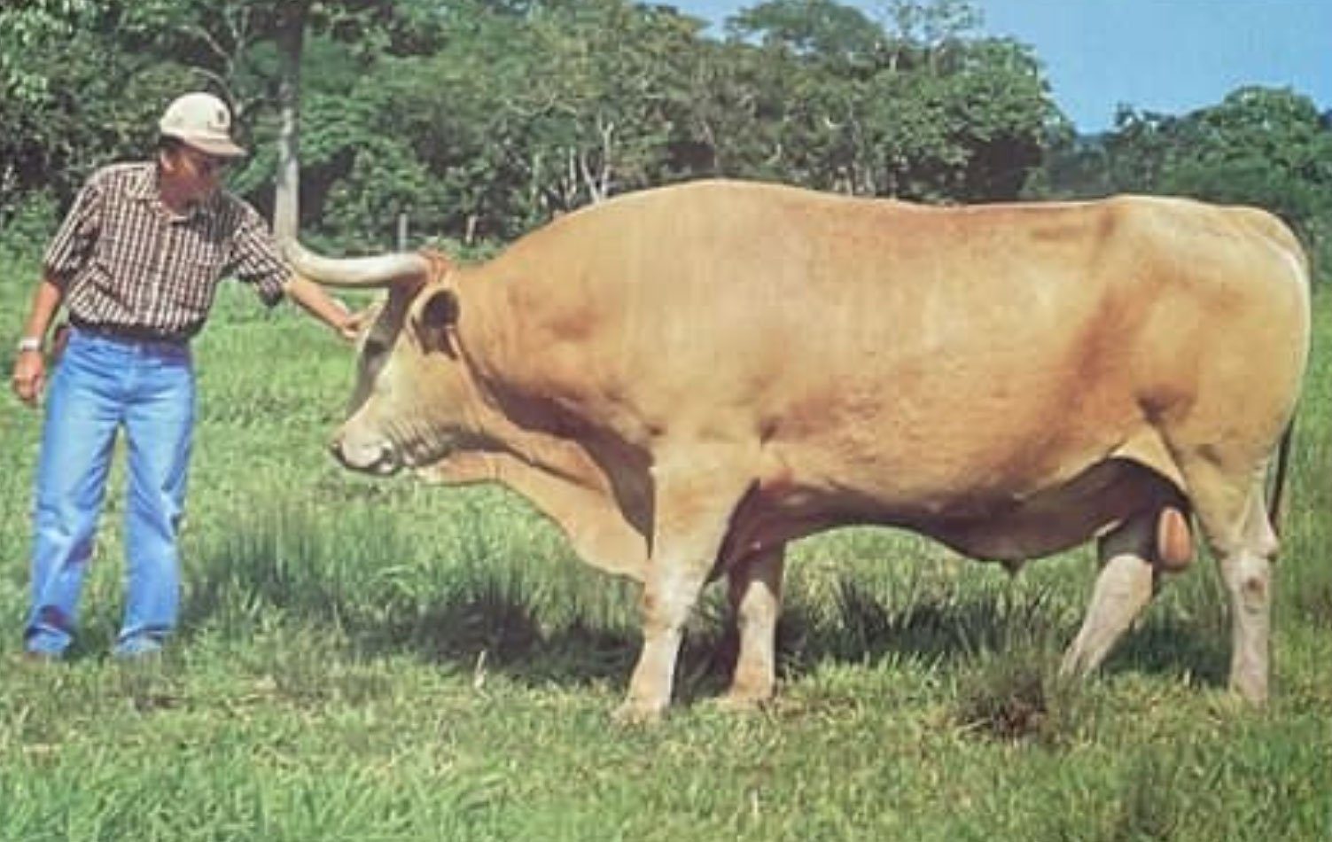 Caracu - Patriarca do Rebanho