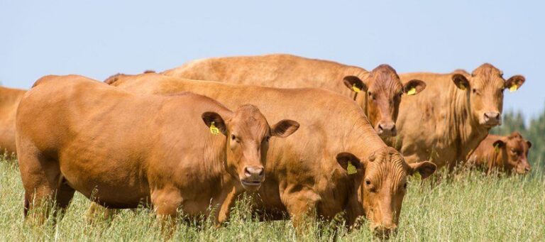 73ª Prova de Ganho de Peso do IZ identifica animais da raça Caracu geneticamente superiores para desenvolvimento e benefício econômico