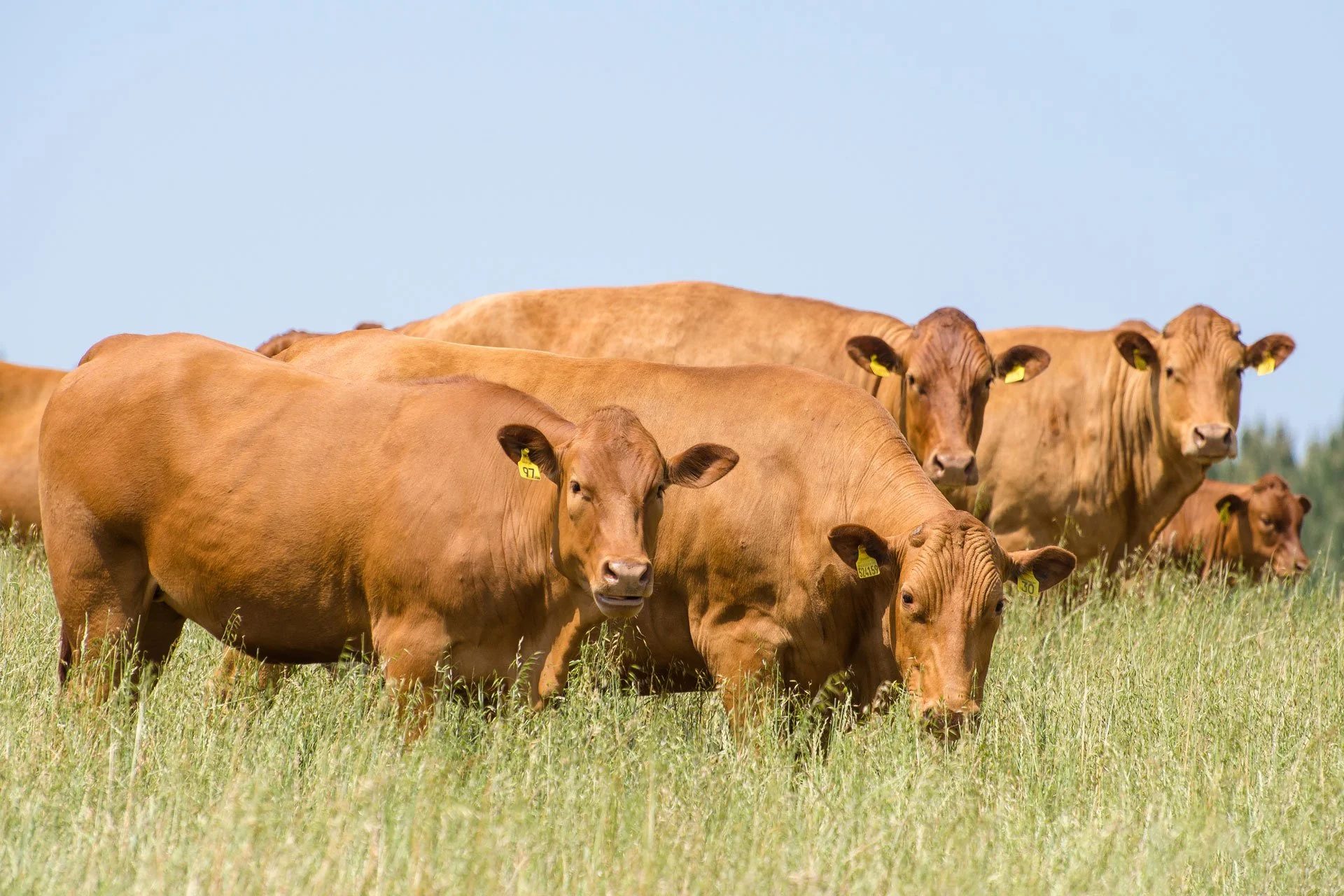 Início Lote de vacas caracu com brincos de identificação no pasto
