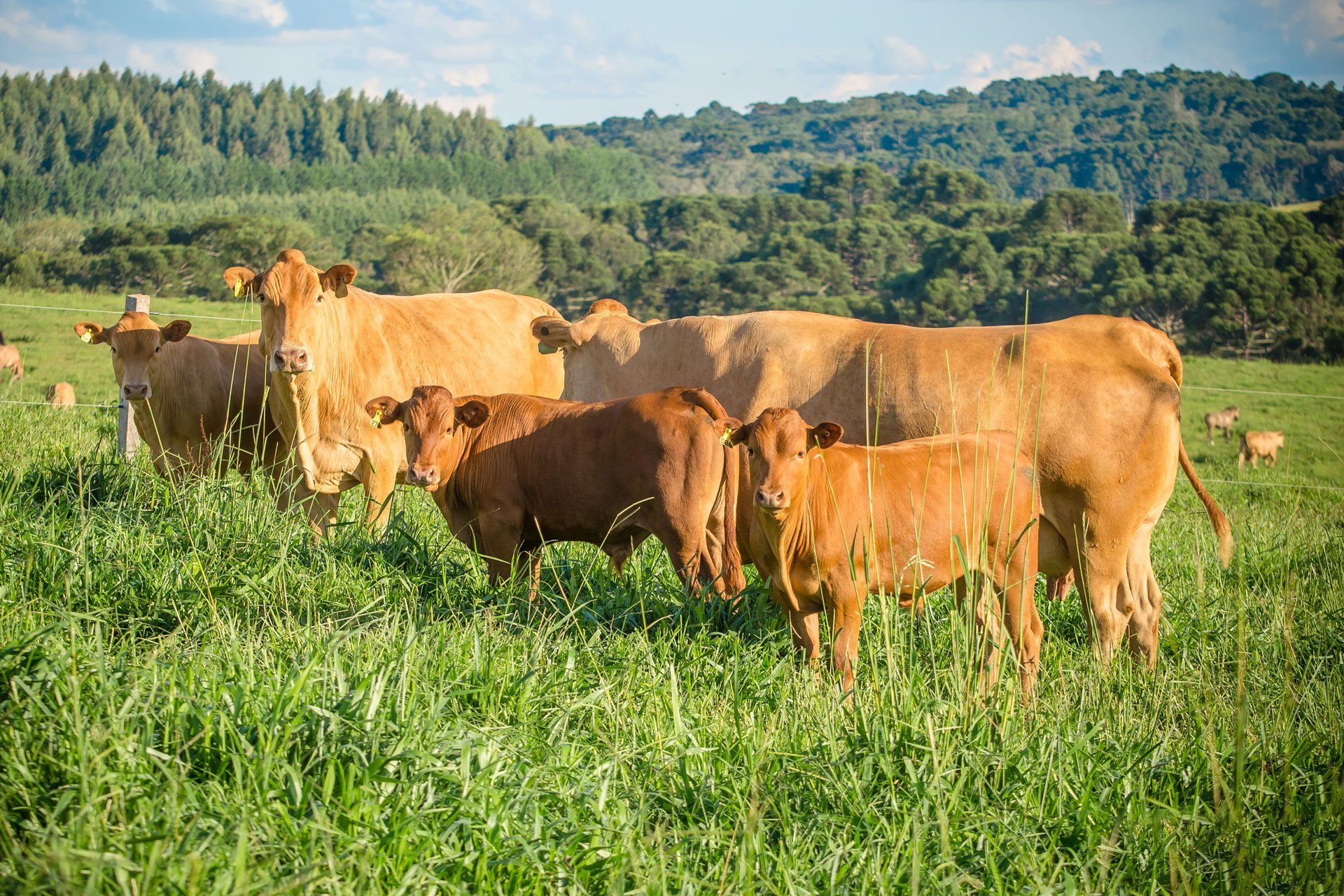 Galeria de fotos
