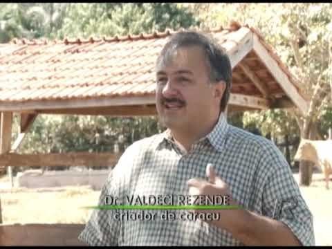 Conheça a raça bovina Caracú