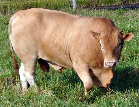 Caráter Mocho em bovinos da raça Caracu
