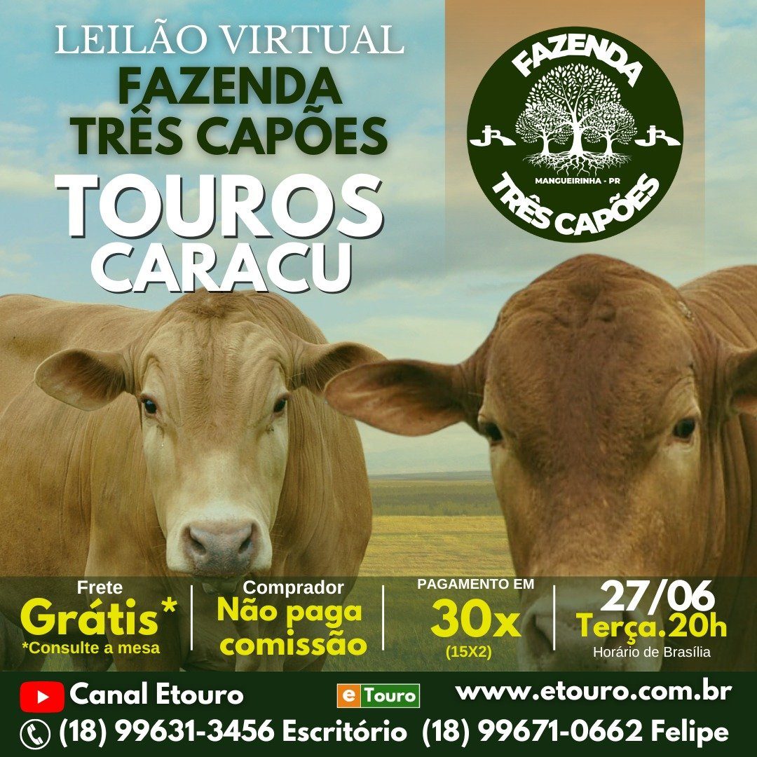 Leilão Virtual - Fazenda Três Capões - Touros Caracu