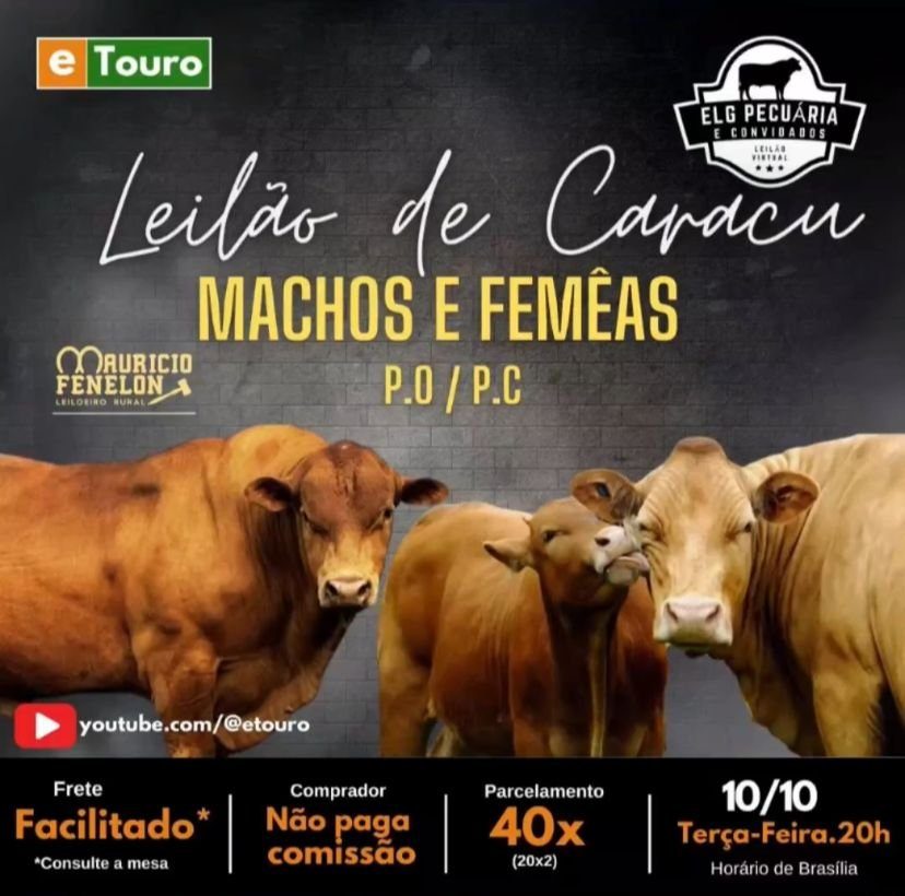 Leilão de Caracu Machos e Fêmeas