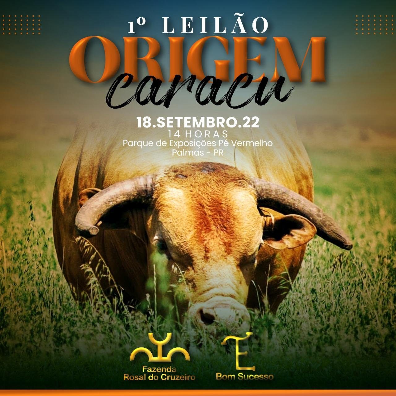 1º Leilão Origem Caracu