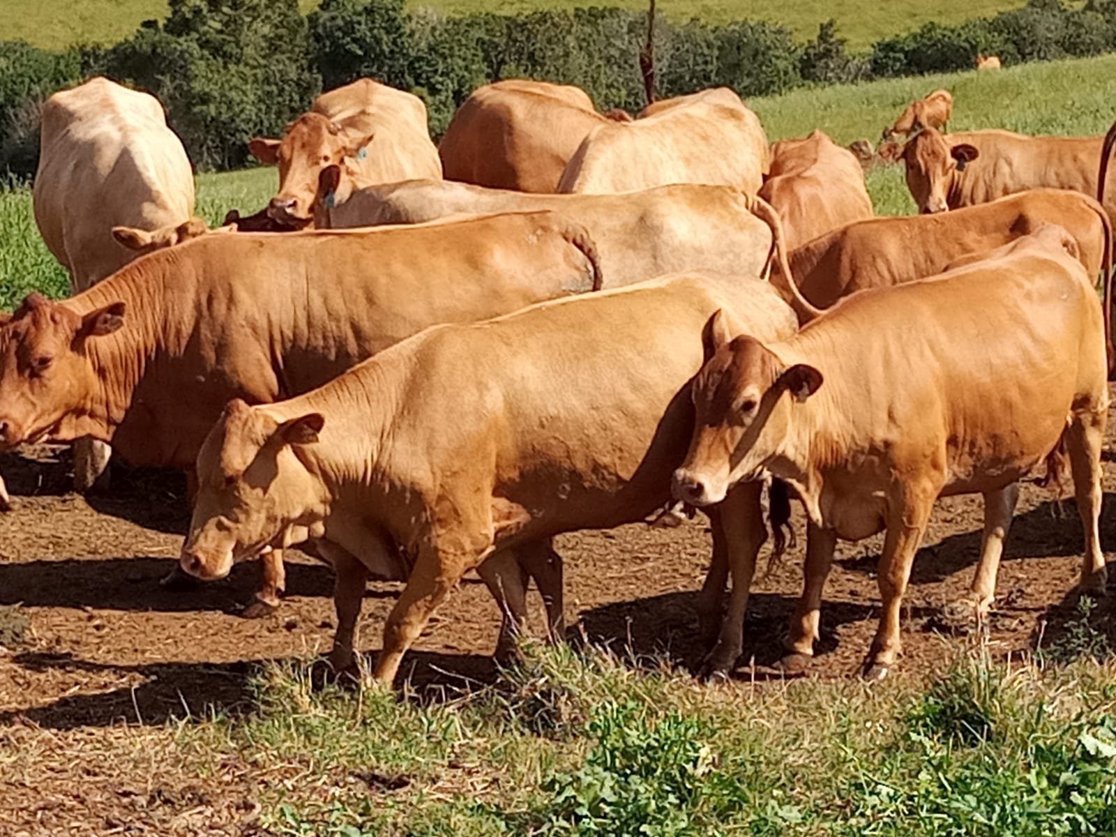 Protocolo de IATF nas vacas e novilhas