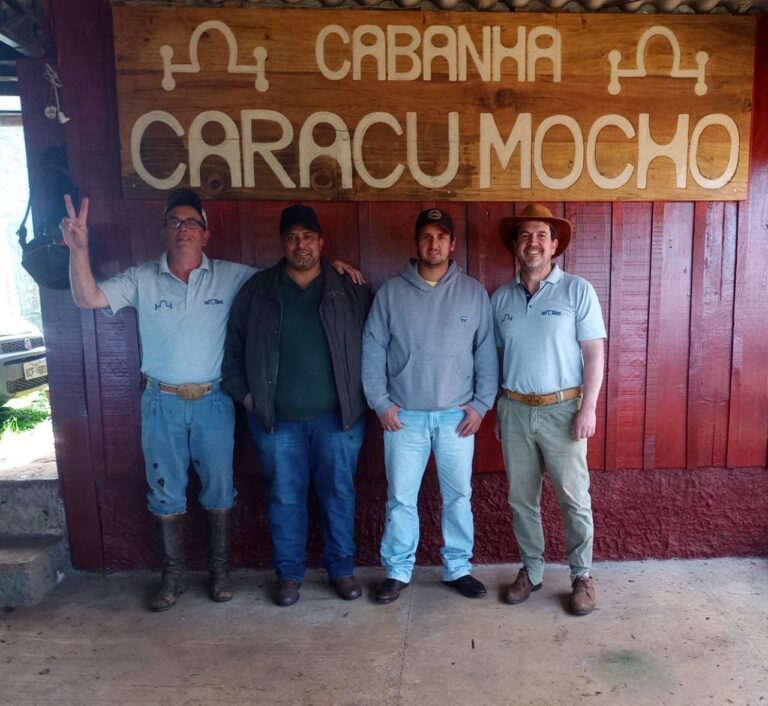 Protocolo de IATF nas vacas e novilhas