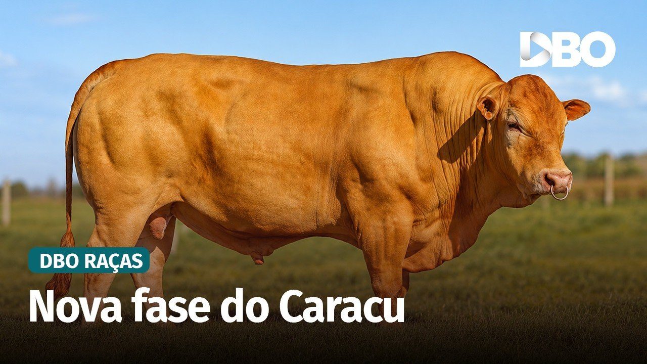 Caracu ganha espaço no cruzamento industrial e na carne premium