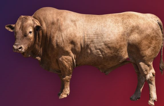 Sumário de Touros Caracu IZ 2026 - Instituto de Zootecnia