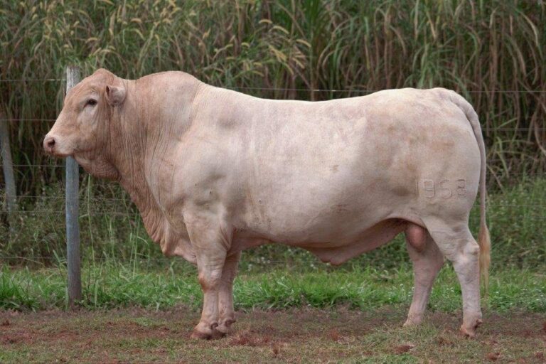 Touro Saleiro do IZ