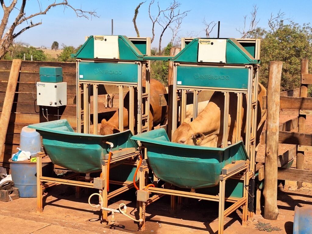 Zadra visita animais Caracu que participarão de prova de desempenho