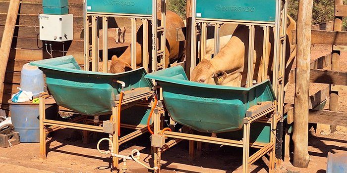 Zadra visita animais Caracu que participarão de prova de desempenho